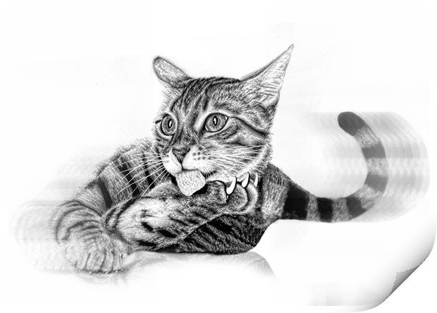 Pussy in pencil Print by JC studios LRPS ARPS