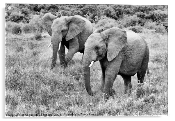Young bull elephants mono Acrylic by Angus McComiskey