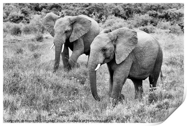 Young bull elephants mono Print by Angus McComiskey