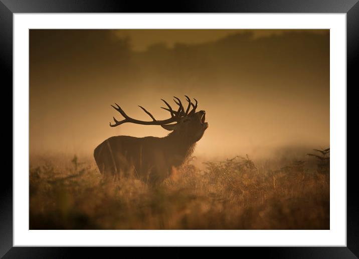 The red deer rut Framed Mounted Print by Simon Booth