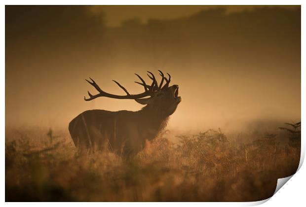 The red deer rut Print by Simon Booth
