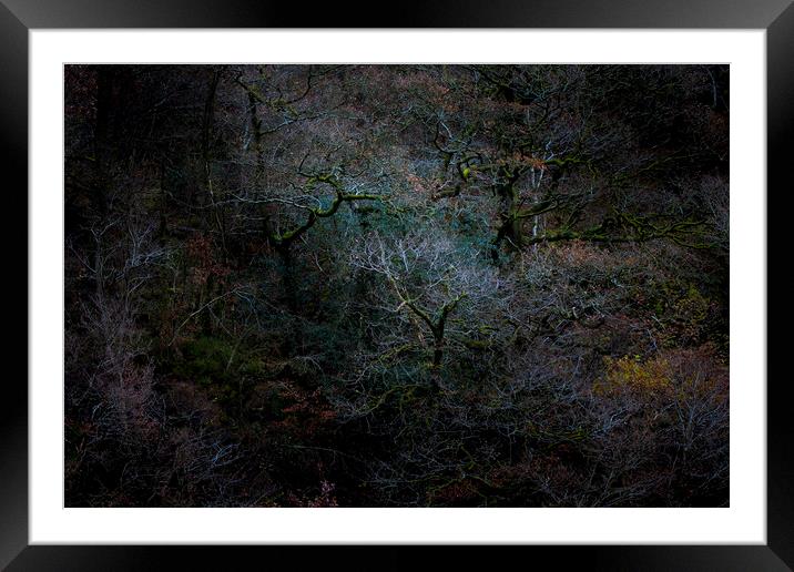 Ancient woodland, Great How Wood, Thirlmere  Framed Mounted Print by Simon Booth
