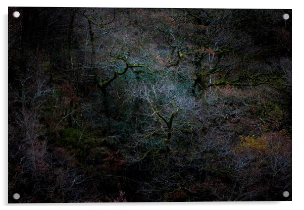 Ancient woodland, Great How Wood, Thirlmere  Acrylic by Simon Booth