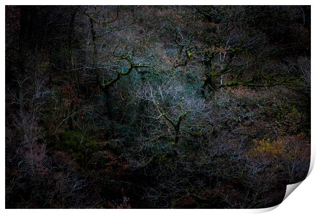 Ancient woodland, Great How Wood, Thirlmere  Print by Simon Booth