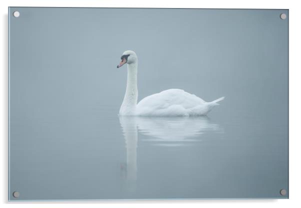 Mute swan, Cygnus olor Acrylic by Simon Booth