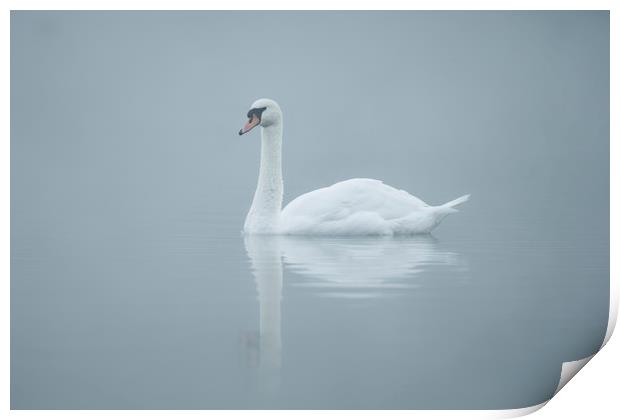 Mute swan, Cygnus olor Print by Simon Booth