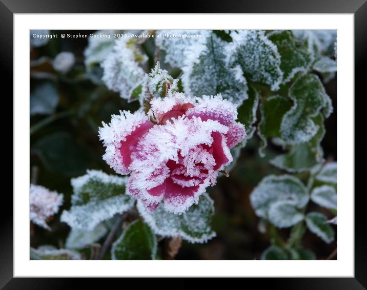 Frosted Rose Framed Mounted Print by Stephen Cocking