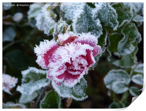 Frosted Rose Print by Stephen Cocking