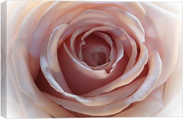 The rose Canvas Print by JC studios LRPS ARPS