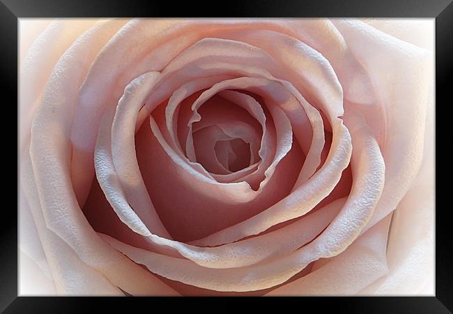 The rose Framed Print by JC studios LRPS ARPS
