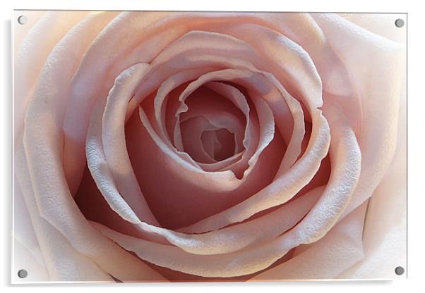 The rose Acrylic by JC studios LRPS ARPS