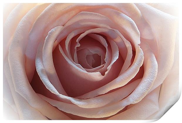 The rose Print by JC studios LRPS ARPS