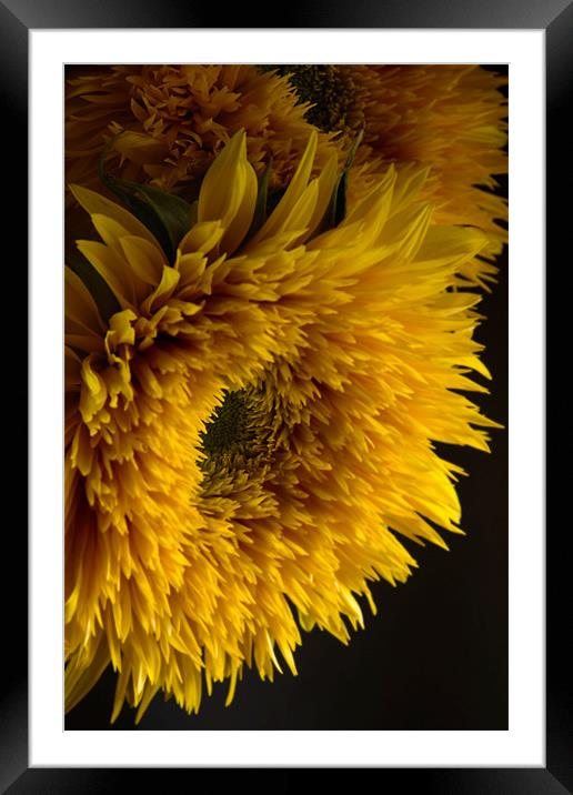 Double Shine Sunflowers - Up Close and Glowing Framed Mounted Print by Ann Garrett
