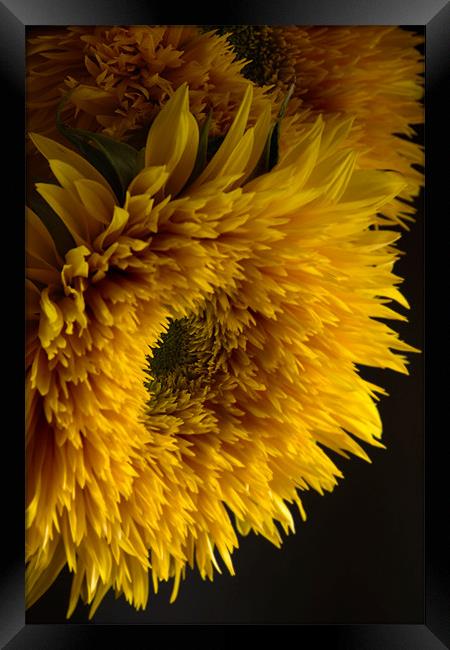 Double Shine Sunflowers - Up Close and Glowing Framed Print by Ann Garrett