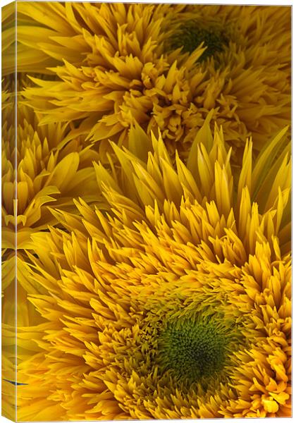 Double Shine Sunflowers - Up Close Canvas Print by Ann Garrett