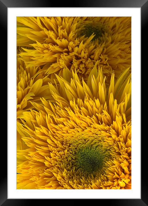 Double Shine Sunflowers - Up Close Framed Mounted Print by Ann Garrett