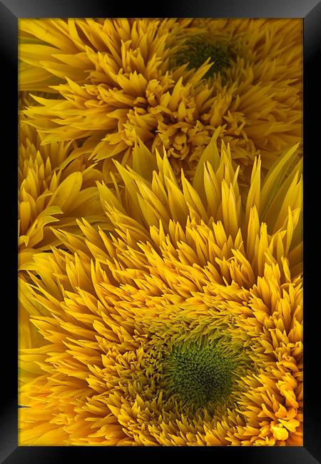 Double Shine Sunflowers - Up Close Framed Print by Ann Garrett