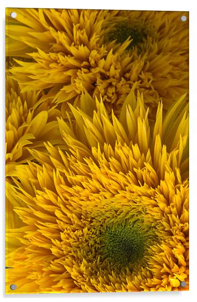 Double Shine Sunflowers - Up Close Acrylic by Ann Garrett