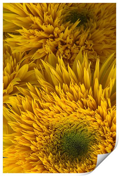 Double Shine Sunflowers - Up Close Print by Ann Garrett