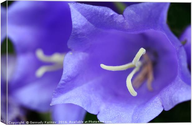 bluebells Canvas Print by Gennady Kurinov