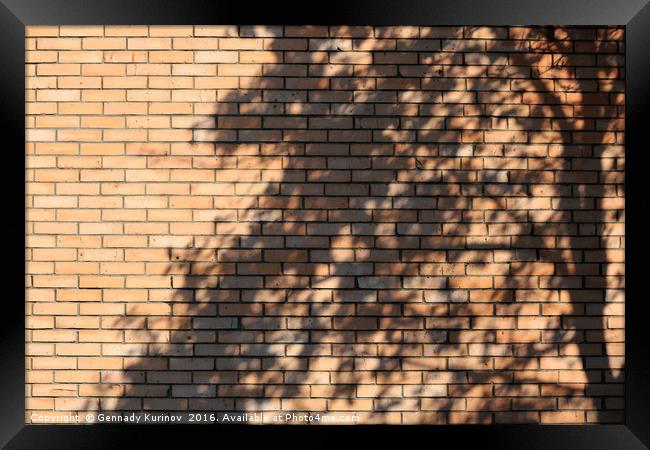 tree shadow on brick wall Framed Print by Gennady Kurinov