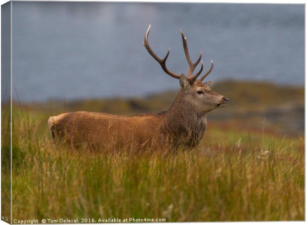 Highland red stag profile Canvas Print by Tom Dolezal