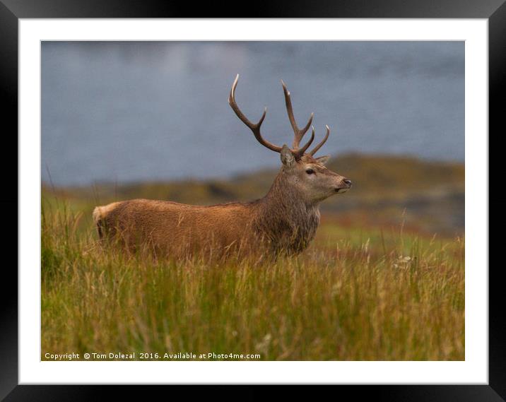 Highland red stag profile Framed Mounted Print by Tom Dolezal