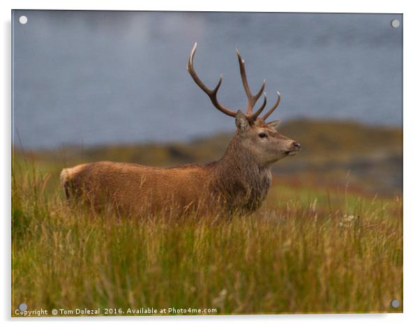 Highland red stag profile Acrylic by Tom Dolezal