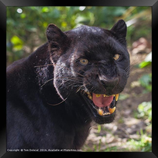Black panther snarl Framed Print by Tom Dolezal