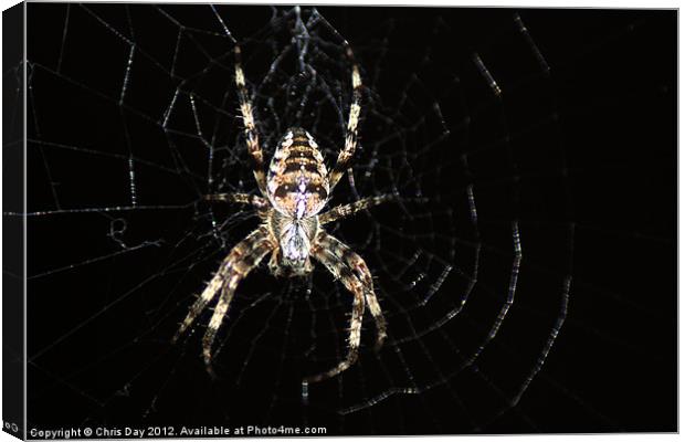 Golden Cross Orb Web Spider 2 Canvas Print by Chris Day
