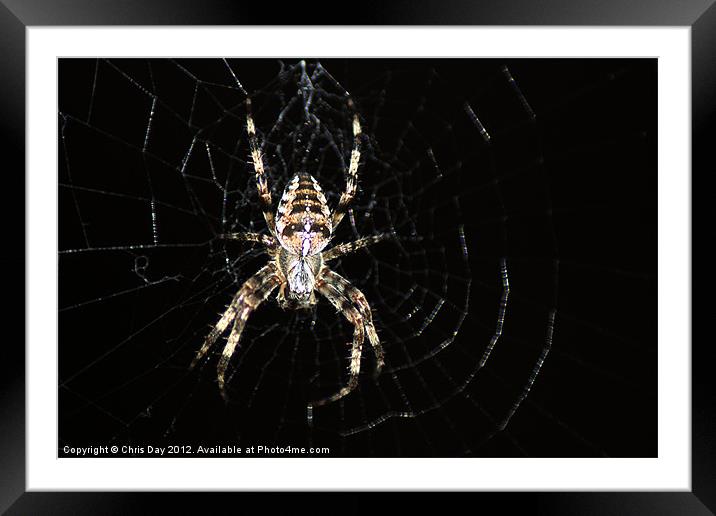 Golden Cross Orb Web Spider 2 Framed Mounted Print by Chris Day