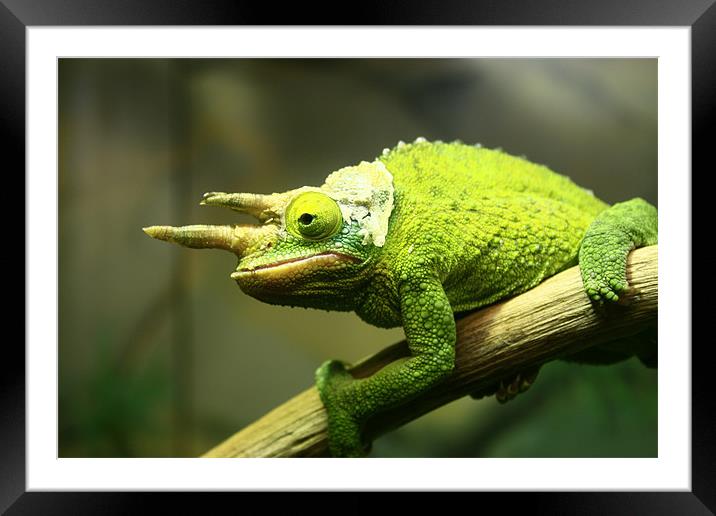 Jackson's Chameleon Framed Mounted Print by Kate Young