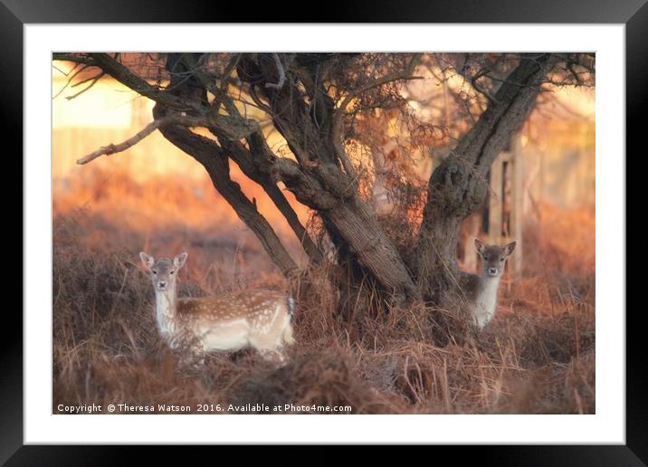Bambi Watching  Framed Mounted Print by Theresa Watson
