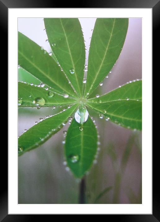 Lupin droplet Framed Mounted Print by Fiona McLellan