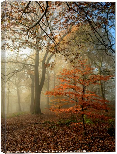 Autumn tree in the mist Canvas Print by David Oxtaby  ARPS