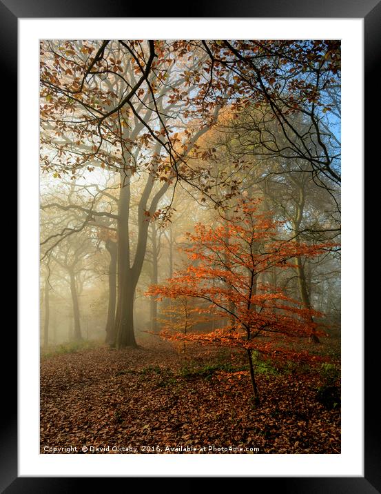 Autumn tree in the mist Framed Mounted Print by David Oxtaby  ARPS