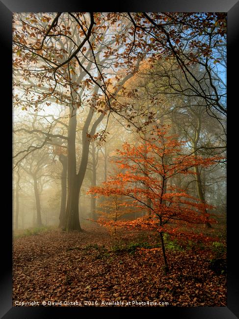 Autumn tree in the mist Framed Print by David Oxtaby  ARPS