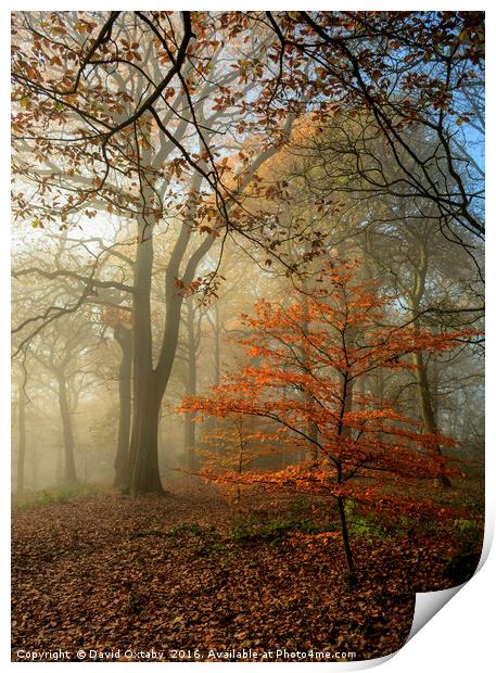 Autumn tree in the mist Print by David Oxtaby  ARPS