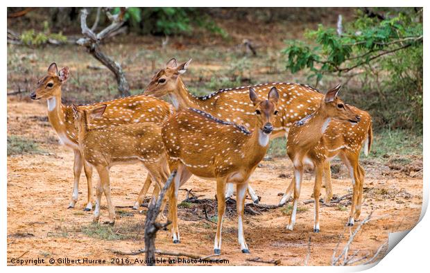 Serene Wilderness Encounter, Sri Lanka Print by Gilbert Hurree