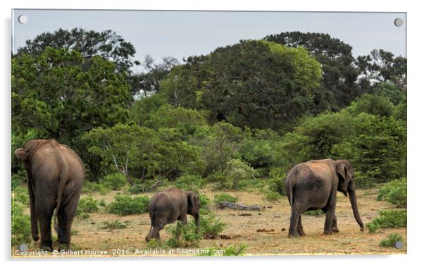 Enthralling Elephant Ensemble in Sri Lanka Acrylic by Gilbert Hurree
