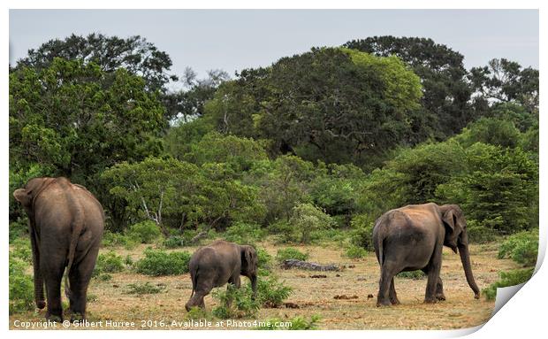Enthralling Elephant Ensemble in Sri Lanka Print by Gilbert Hurree