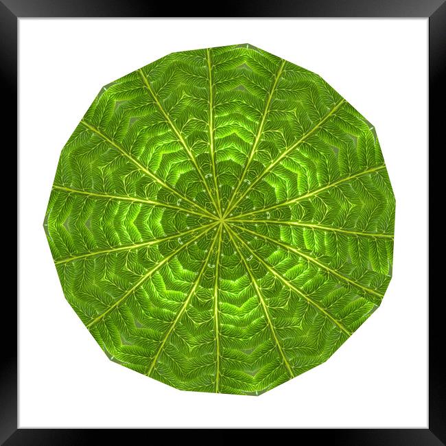 Circular composite of fern leaf Framed Print by Ivan Kovacs