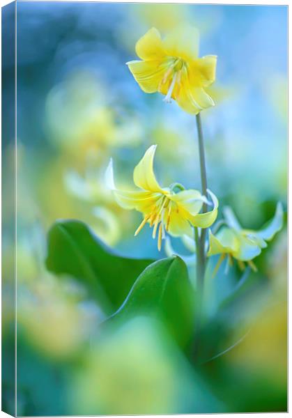 Dog's tooth Violet flower Canvas Print by Jacky Parker