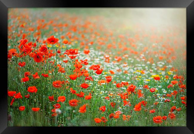 Red Field Poppies Framed Print by Jacky Parker