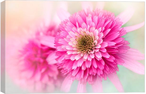 Pink Coneflowers Canvas Print by Jacky Parker