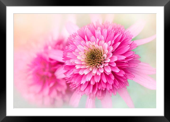 Pink Coneflowers Framed Mounted Print by Jacky Parker