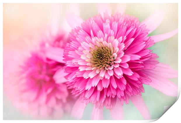 Pink Coneflowers Print by Jacky Parker