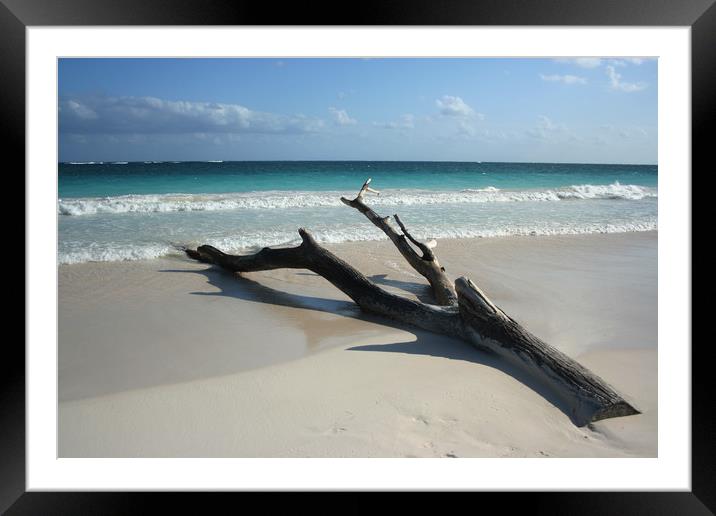 Tree on a beach, Carribean sea, Tulum, Mexico Framed Mounted Print by Larisa Siverina