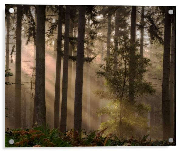 Pine Woodlands Acrylic by Ceri Jones