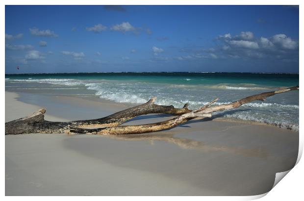 Tree on a beach, Carribean sea, Tulum, Mexico Print by Larisa Siverina